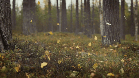 Autumn Falls Falling Leaves Loop GIF