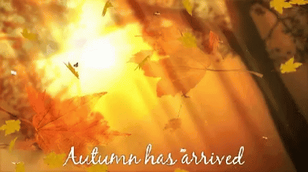 Autumn Falls Has Arrived Sunlight GIF