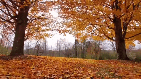 Autumn Falls Leaves Landscape GIF