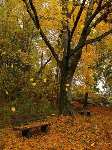 Autumn Falls Park Bench Leaves Falling GIF