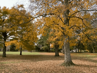 Autumn Falls Park Trees GIF
