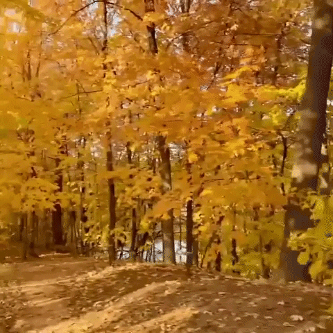 Autumn Falls Pov Trees GIF
