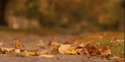Autumn Falls Slow Motion GIF