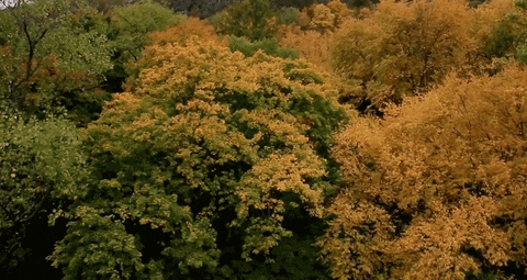 Autumn Forest Aerial View GIF