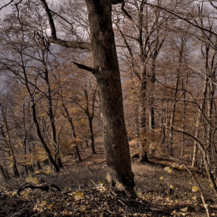 Autumn Forest GIF