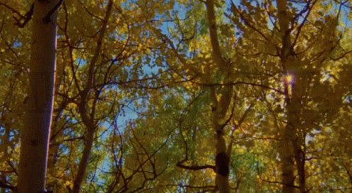 Autumn Is Here Tree