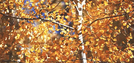 Autumn Leaves Are Falling From A Tree In The Woods GIF