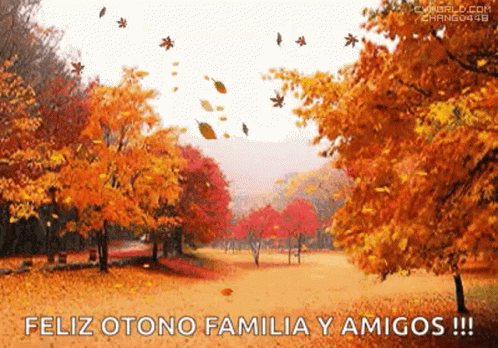 Autumn Leaves Are Falling From The Trees In The Park GIF