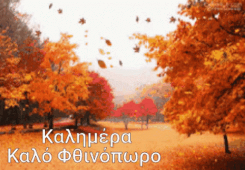 Autumn Leaves Falling In Park GIF