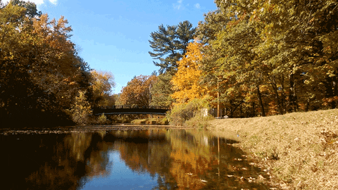 Autumn River Bridge GIF