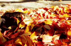 Autumn Tabby Cat GIF