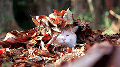 Autumn White Cat GIF