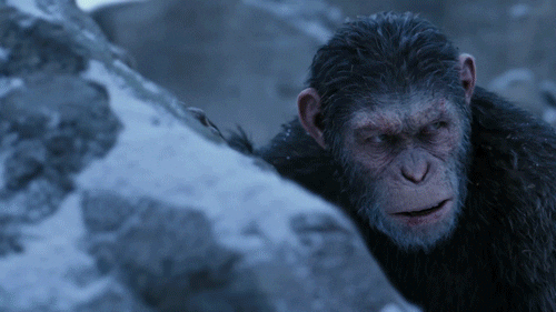 Planet Of The Apes Avalanche GIF