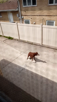 Aware Street Dog Barking GIF