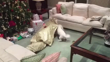 Awesome Human Gift Christmas Dog GIF