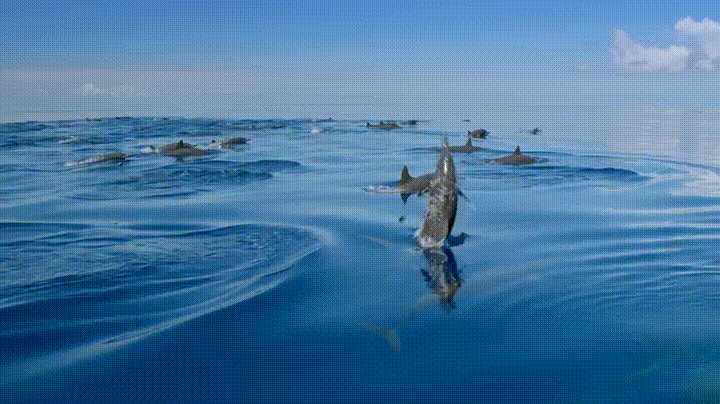 Awesome Whale Twirls GIF