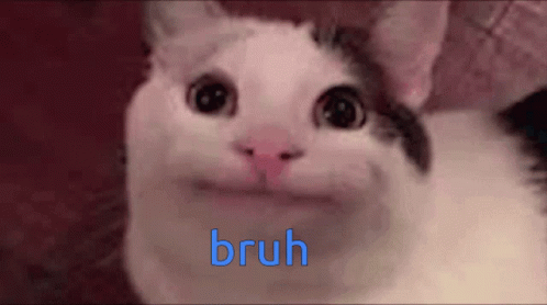 Awkward Silence Beluga Cat GIF