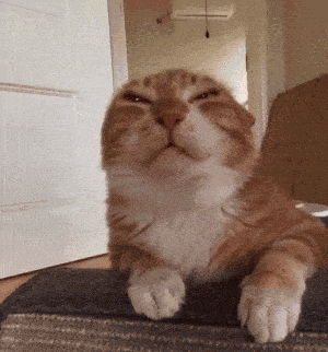 Aww Aww Cute Gif GIF