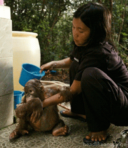 Aww Moment Baby Orangutan Bath GIF