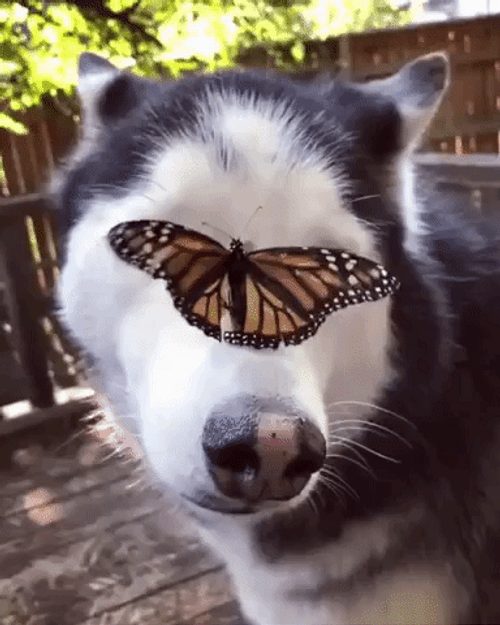 Aww Moment Butterfly Dog GIF