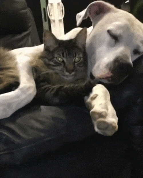 Aww Moment Cat Dog Cuddle GIF