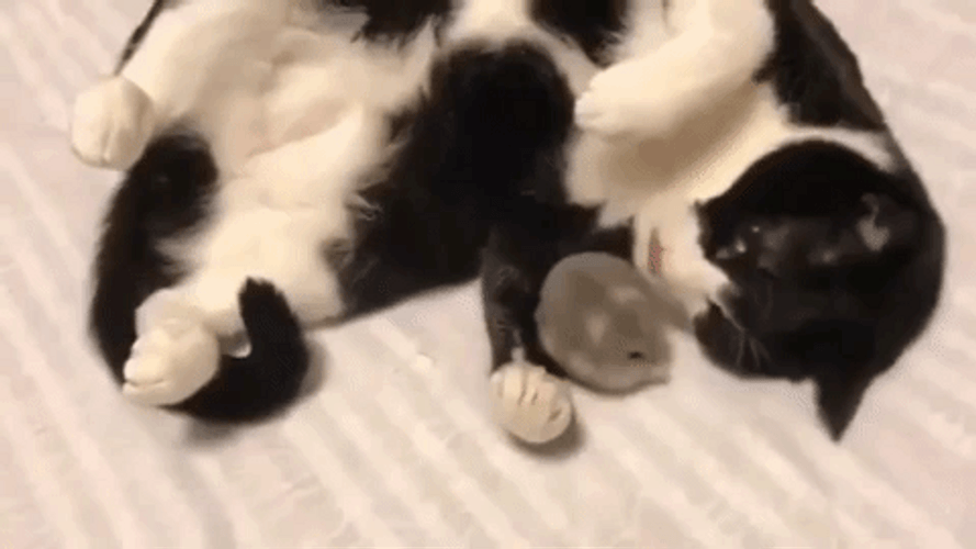 Aww Moment Cat Mouse GIF