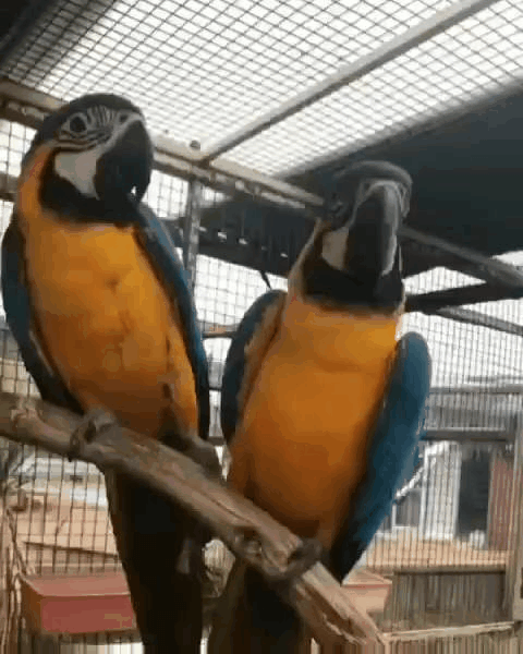 Aww Moment Love Birds GIF