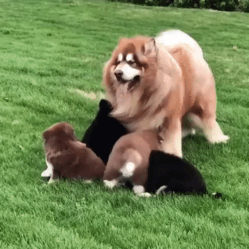 Aww Moment Playful Puppies GIF