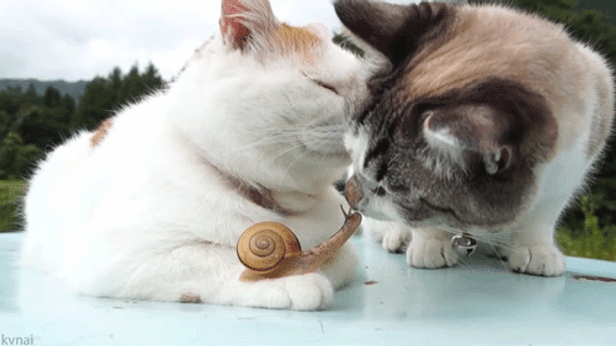 Aww Sweet Cat Kiss GIF