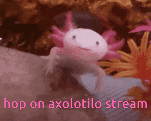 Axolotilo Gervtuber Gif GIF