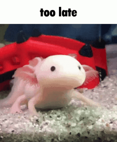 Axolotl Animal Too Late GIF