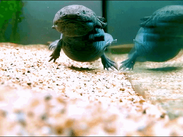 Axolotl Axolotl Meme Gif GIF