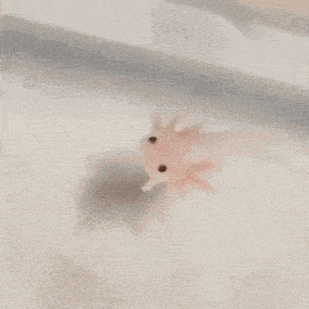 Axolotl Baby Gif GIF