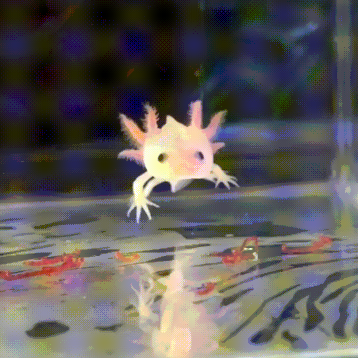 Axolotl Eating Worms GIF