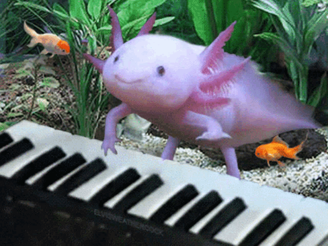 Axolotl Gif GIF