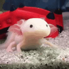 Axolotl Gif GIF