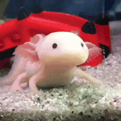 Axolotl Living Underwater GIF