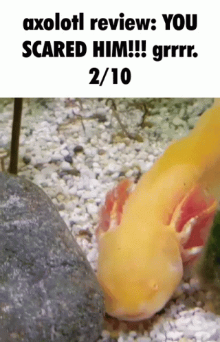 Axolotl Meme Avoiding Another Axolotl Review GIF