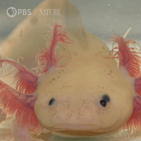 Axolotl Meme Flapping Gills GIF