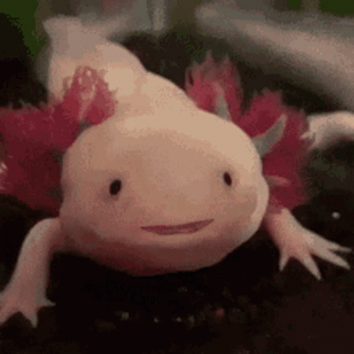Axolotl Meme Opening Its Mouth Multiple Times GIF