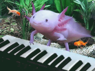 Axolotl Meme Playing Piano Underwater GIF