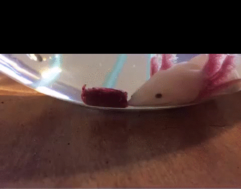 Axolotl Speed Eating GIF