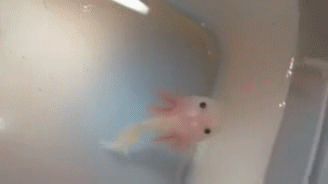 Axolotl Swimming In Tub GIF