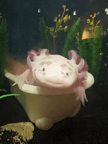 Axolotl Tank Gif GIF