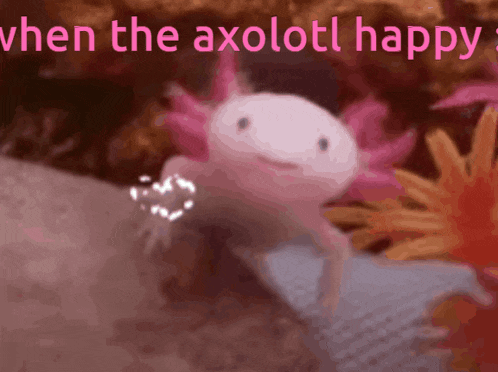 Axolotl When The Axolotl Is Super Happy Gif GIF