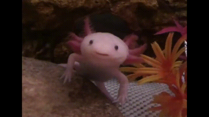 Axolotl Yawning Wide GIF