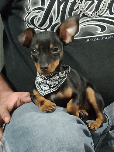 B1 Tha Bee One Mascotas Rendon Meme GIF