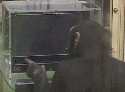 Baboon Sitting At Table With Laptop GIF