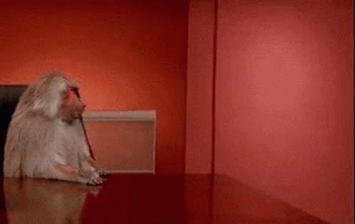 Baboon Typing On Laptop GIF