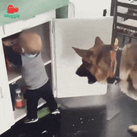 Baby And Dog Stealing Food GIF